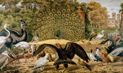 Henny-Penny Picture Book