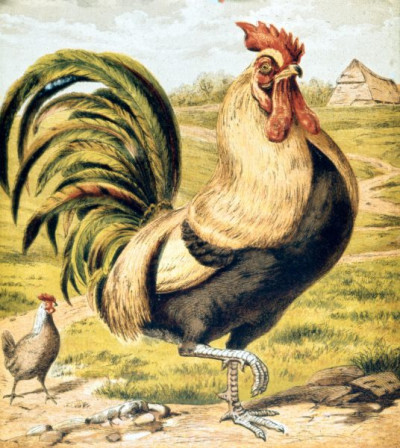 Henny-Penny Picture Book