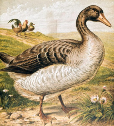 Henny-Penny Picture Book