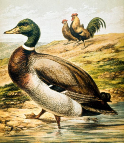 Henny-Penny Picture Book