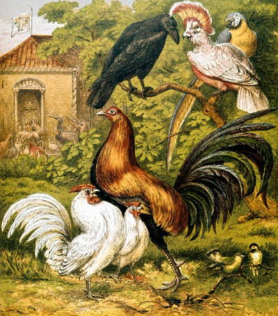 Henny-Penny Picture Book