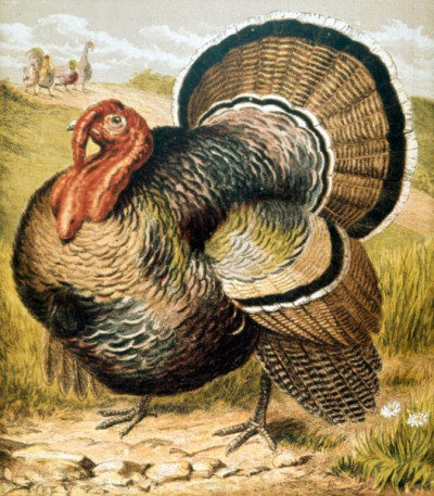 Henny-Penny Picture Book