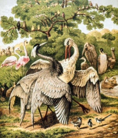 Henny-Penny Picture Book