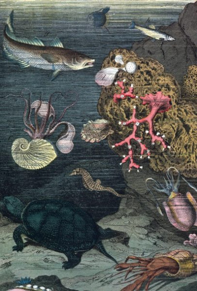 Sea Life: North Sea