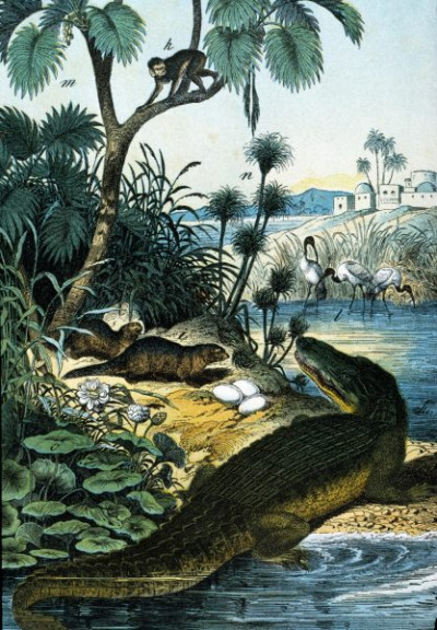 Northern Africa: Valley of the Nile