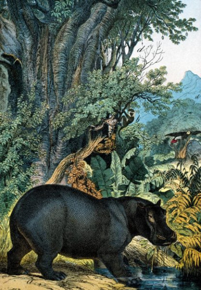 Central Africa: Marsh Woodland in the Sudan