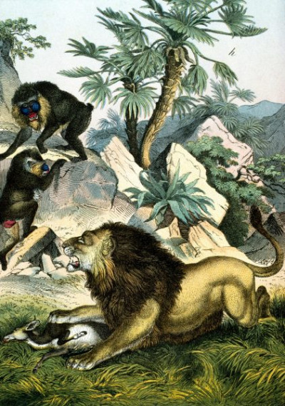 Central Africa: Mountain Forests of the West Coast