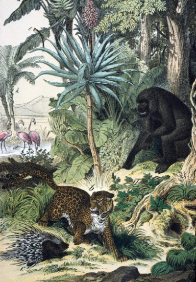 Central Africa: Marshy Forests of the Sudan