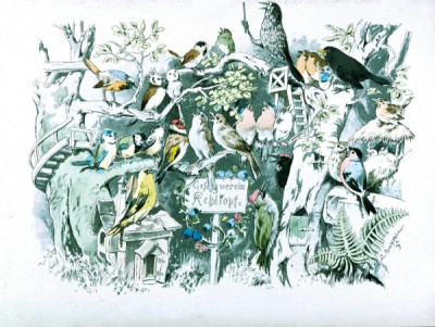 19th Century German Children's Book Illustrations. A selection of magnifincent illustrations, featuring animals in human guises and activities, from DER GESANGVEREIN BRULLARIA UND SEIN STIFTUNGFEST, Ackermann, Munich, 1893. Illustrations by Ludwig Bechstein. And from KONIG NOBEL, EIN HEITERES BILDERBUCH, Wiskott, Breslau, no date (c 1880). Illustrations by Fedor Flinzer. Two books which exemplify both the hight quality of German children’s books and the bizarre nature of some of their illustrations. 24 colour slides. (For an English equivalent, see LVA 1010)