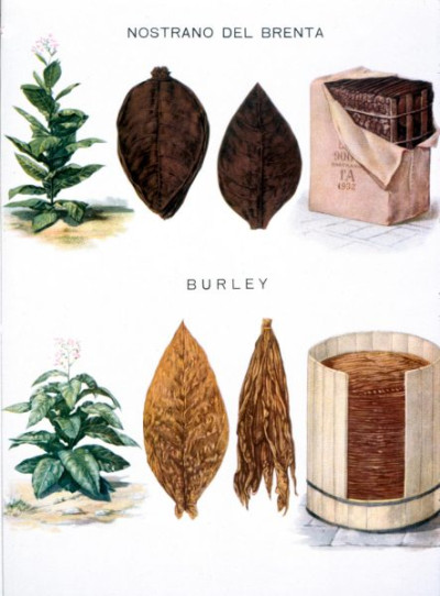 Italian Tobacco