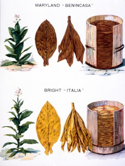Italian Tobacco