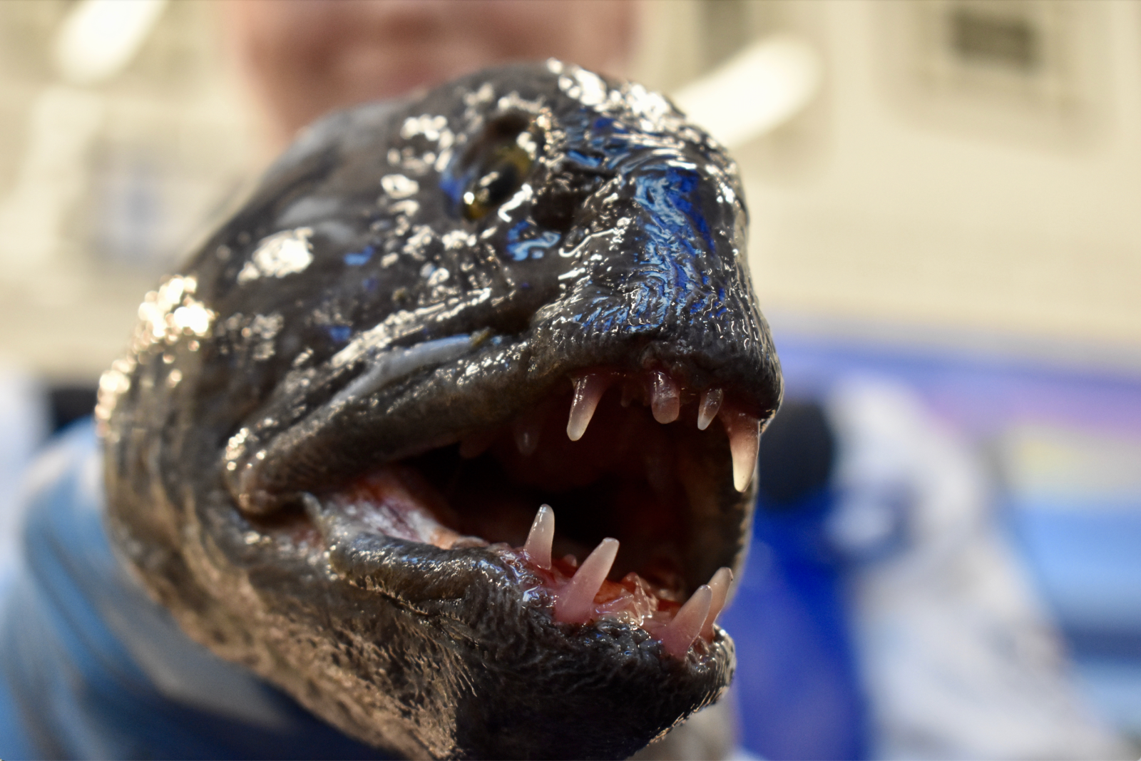 Sounds of the Fish Quay image