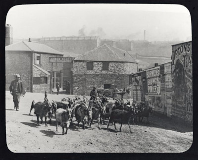 Lee Collection: Herding Goats, c. 1890s