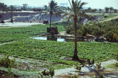 Gaza Strip: Palestinians cultivate their land. In the background Israeli military blimp, 1987/1988
