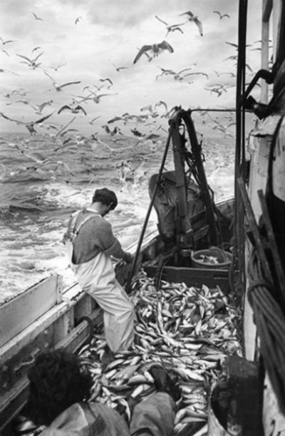 Fishing Industry: Gutting Fish on the Journey Home, North Sea, 1979