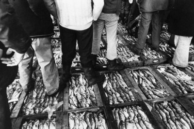 Fishing Industry: Fish Auction, North Shields, Tyneside, 1979