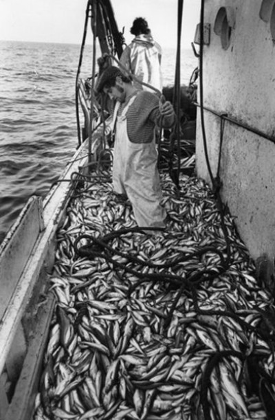 Fishing Industry, 1979