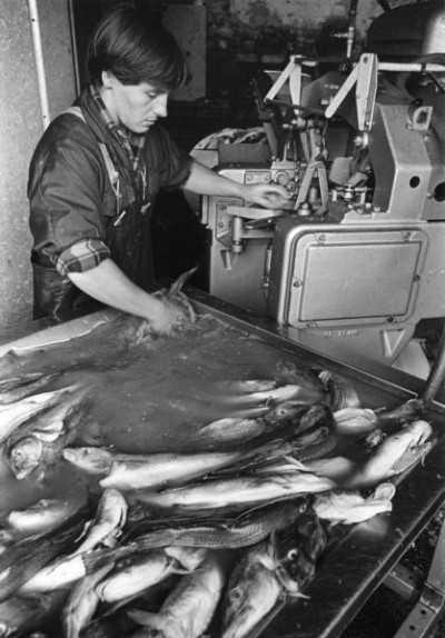 Fishing Industry: Filleting Machine, 1979