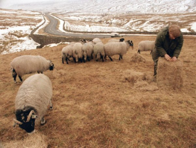 People of the Hills, 1990s
