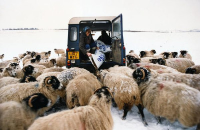 People of the Hills: Harold and Elsie Walton feeding sheep up on the hillside early in the morning, during a heavy snowfall, Weardale, 1993