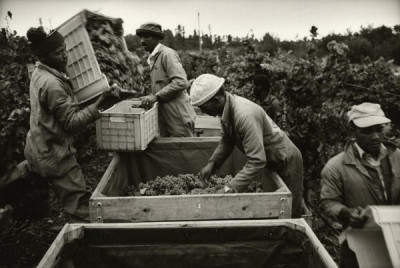 Bitter Harvest: Wine Harvest, 1989