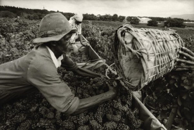 Bitter Harvest: Wine Harvest, 1989
