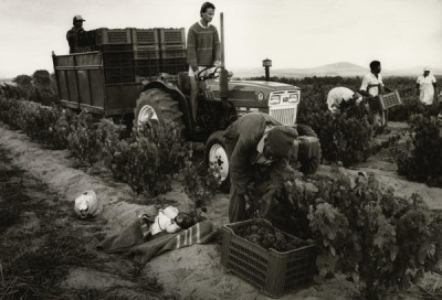 Bitter Harvest: Wine Harvest, 1989