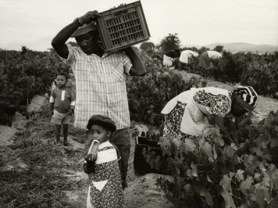 Bitter Harvest: Wine Harvest, 1989