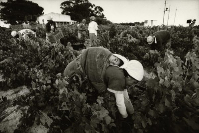 Bitter Harvest: Wine Harvest, 1989