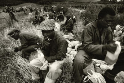 Bitter Harvest: Breakfast in the fields. (8.00-8.30 a.m.), 1989