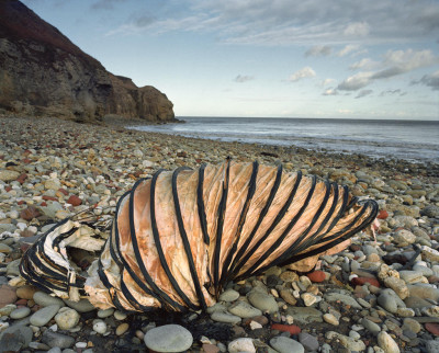 The Coal Coast